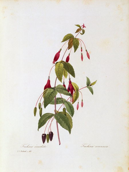Fuchsia / Redouté von Pierre Joseph Redouté