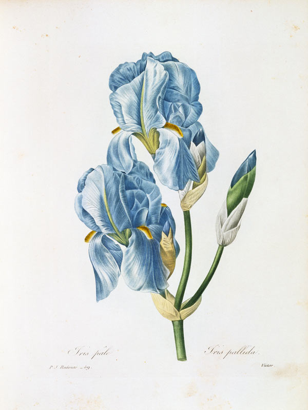 Pale Iris / Redouté von Pierre Joseph Redouté