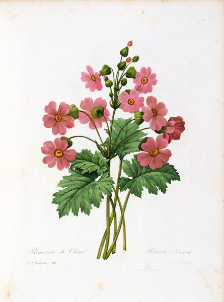 Primula Sinensis von Pierre Joseph Redouté