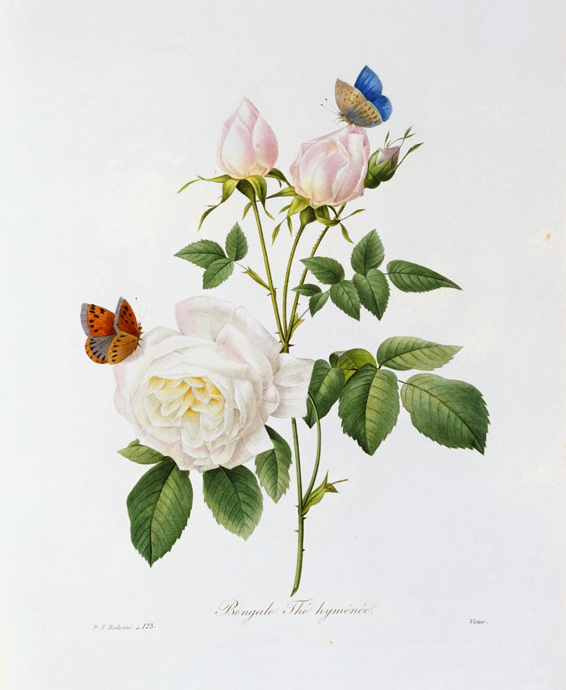 Rosa Bengale the Hymenes von Pierre Joseph Redouté