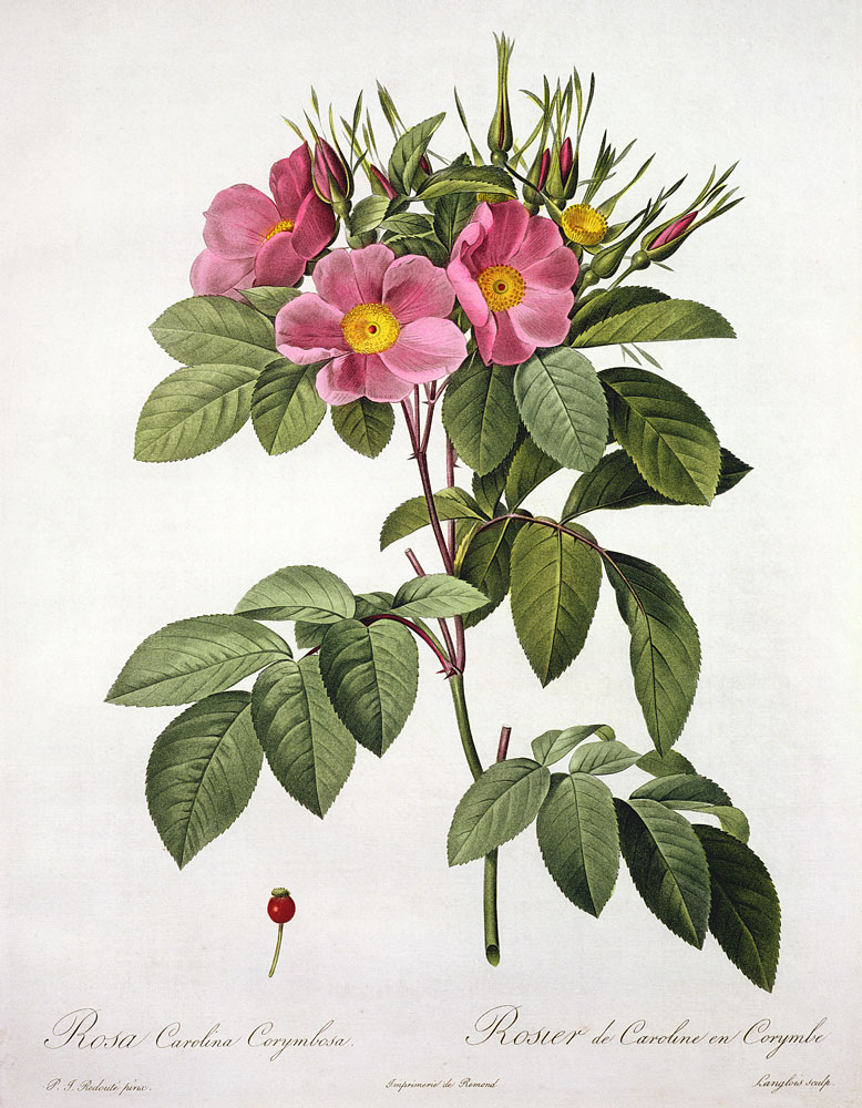 Rosa Carolina Corymbosa, engraved by Langlois von Pierre Joseph Redouté