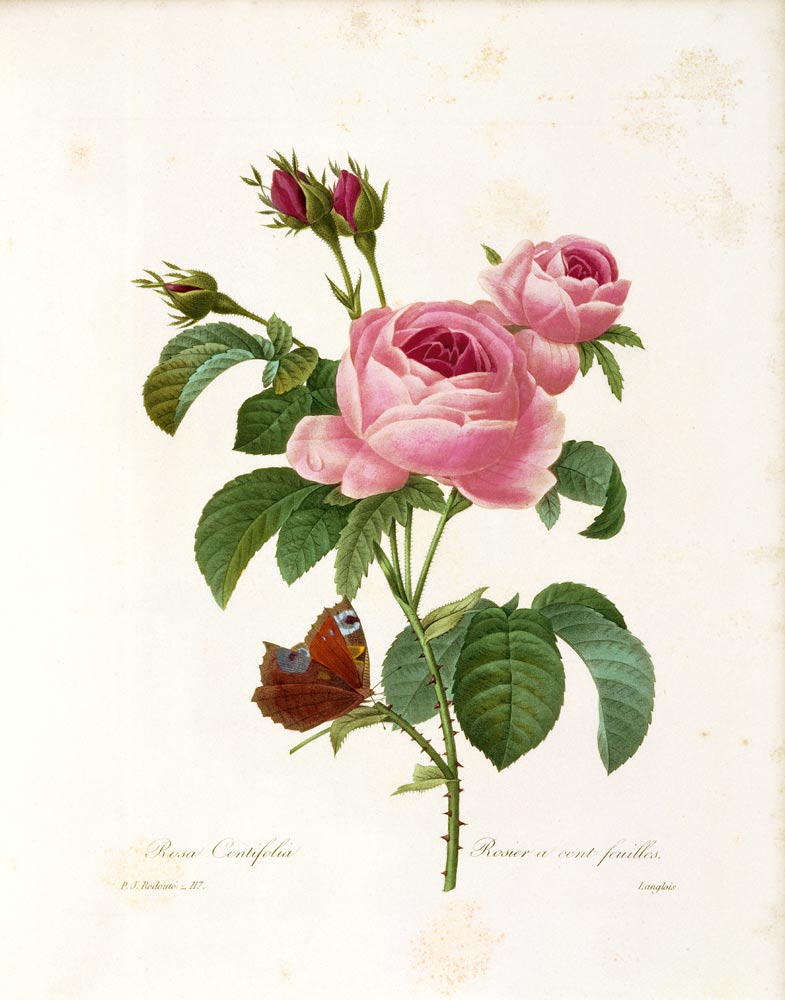 Rosa Centifolia von Pierre Joseph Redouté