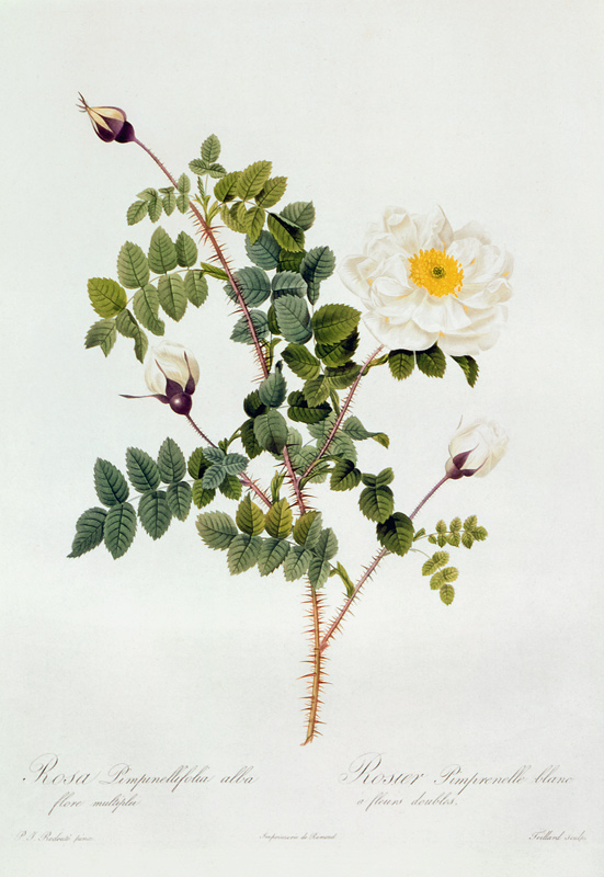 Rosa Pimpinellifolia Alba Flore Multiplei von Pierre Joseph Redouté