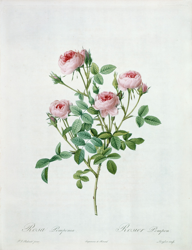Rosa pomponia, engraved by Langlois, from 'Les Roses' von Pierre Joseph Redouté