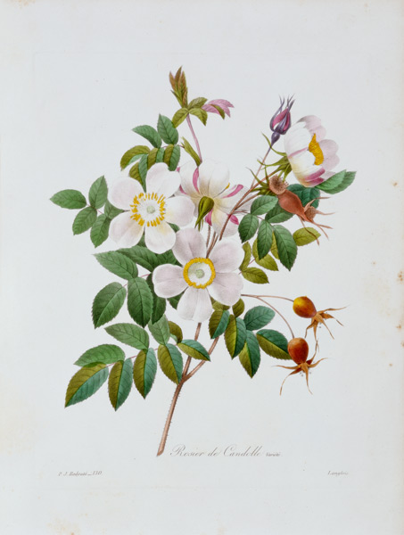 Rose, Candolle / Redouté 1835 von Pierre Joseph Redouté