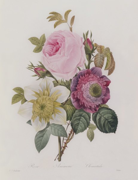 Rose, anemone and Clematide von Pierre Joseph Redouté