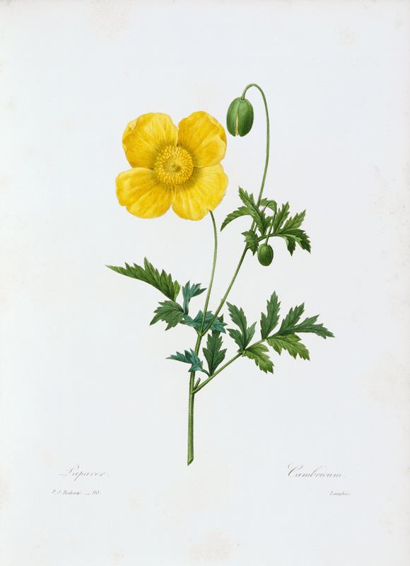 Welsh Poppy von Pierre Joseph Redouté