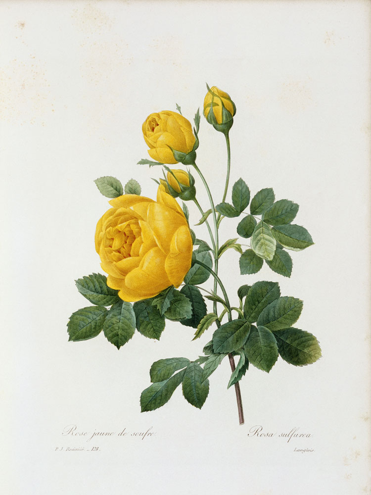 Yellow Rose  von Pierre Joseph Redouté