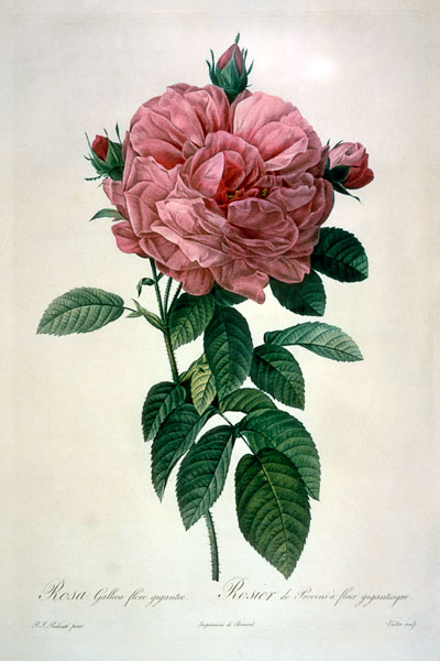 Rosa Gallica Flore Giganteo von Pierre Joseph Redouté
