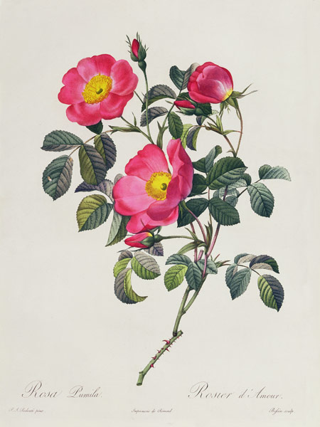 Rosa Lumila von Pierre Joseph Redouté