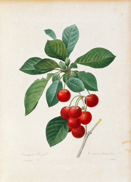Cherry / Redouté von Pierre Joseph Redouté