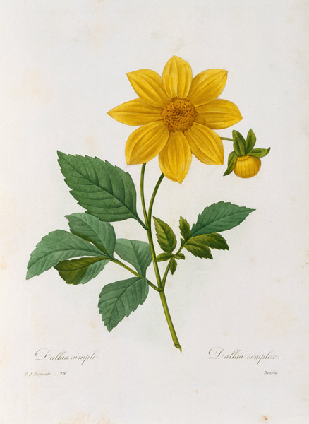 Dalea simplex, engraved by Bessin, from 'Choix des Plus Belles Fleurs' von Pierre Joseph Redouté