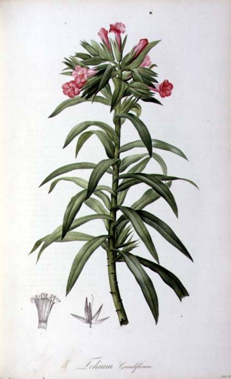 Echium Grandiflorum, from `Le Jardin de Malmaison' von Pierre Joseph Redouté