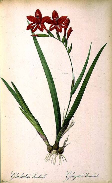 Gladiolus Cardinalis, from `Les Liliacees' von Pierre Joseph Redouté