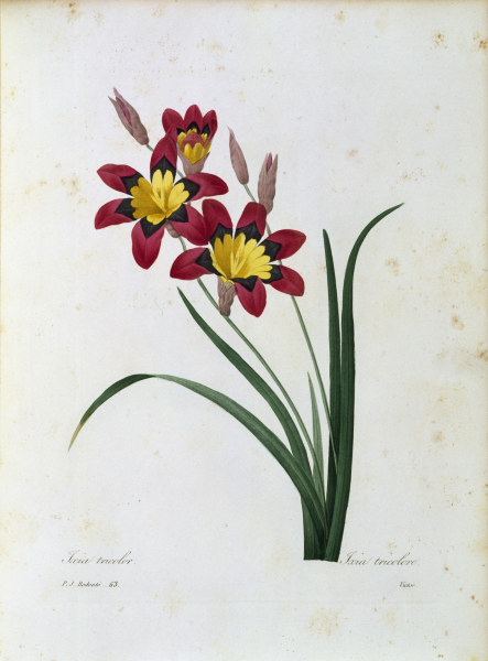 Harlequin Flower / Redouté von Pierre Joseph Redouté