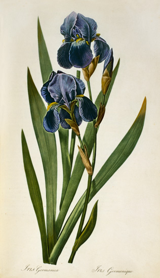 Iris Germanica, from `Les Liliacees' von Pierre Joseph Redouté