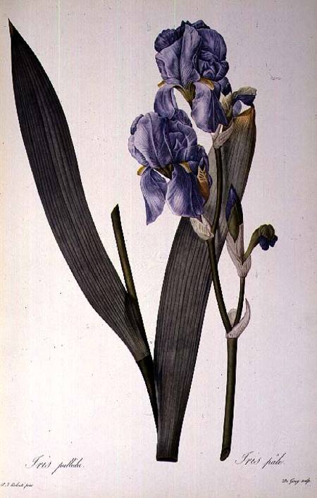 Iris Pallida, from `Les Liliacees' von Pierre Joseph Redouté