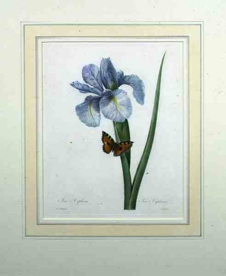 Iris xiphium, engraved by Langlois, from 'Choix des Plus Belles Fleurs' von Pierre Joseph Redouté