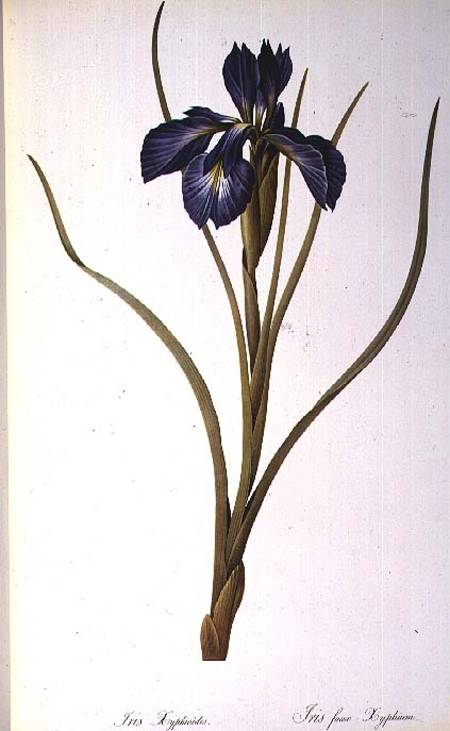 Iris Xyphioides, from `Les Liliacees' von Pierre Joseph Redouté