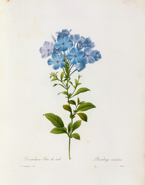 Leadwort von Pierre Joseph Redouté