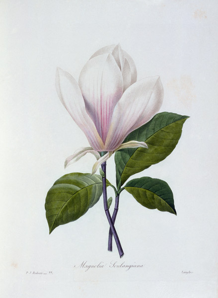 Magnolia von Pierre Joseph Redouté