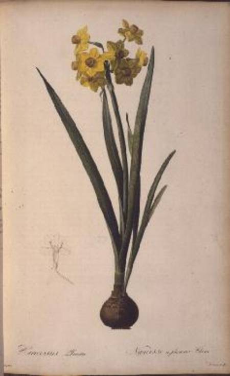 Narcissus Lazetta, from `Trew Plantae Selectae' von Pierre Joseph Redouté