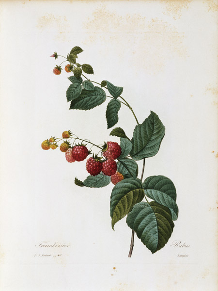 Raspberry / Redouté von Pierre Joseph Redouté