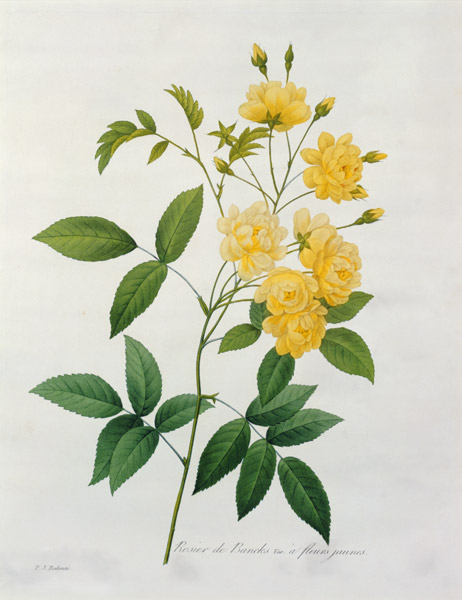 Rosa banksiae (Banks's rose), from 'Choix des Plus Belles Fleurs' von Pierre Joseph Redouté