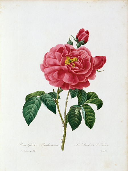Rosa Gallica / Redouté 1835 von Pierre Joseph Redouté