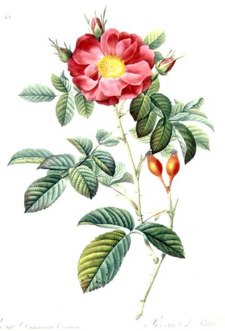 Rosa Damascena, from 'Les Roses' von Pierre Joseph Redouté