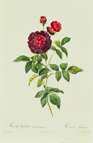Rosa Gallica Gueriniana von Pierre Joseph Redouté