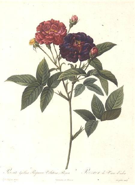 Rosa Gallica Purpurea Velutina, Parva von Pierre Joseph Redouté
