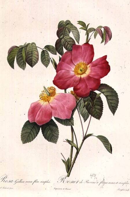 Rosa Gallica Rosea Flore Simplici von Pierre Joseph Redouté
