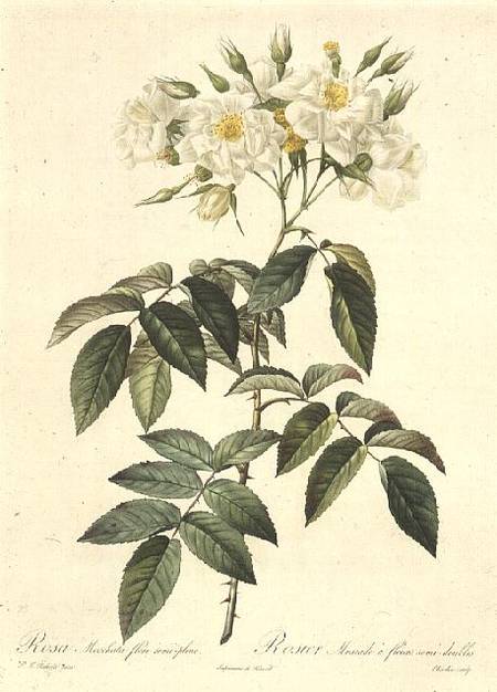 Rosa Moschata Flora Semi-Pleno von Pierre Joseph Redouté