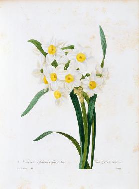 Bunch-flowered Narcissus