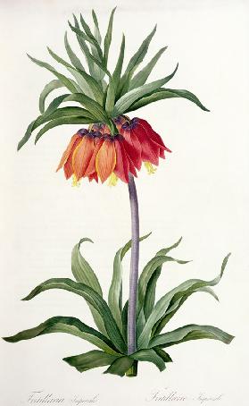Fritillaria Imperialis from, `Les Lilacees' 1802-8