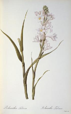 Polianthes Tuberosa, from `Les Liliacees' 1806