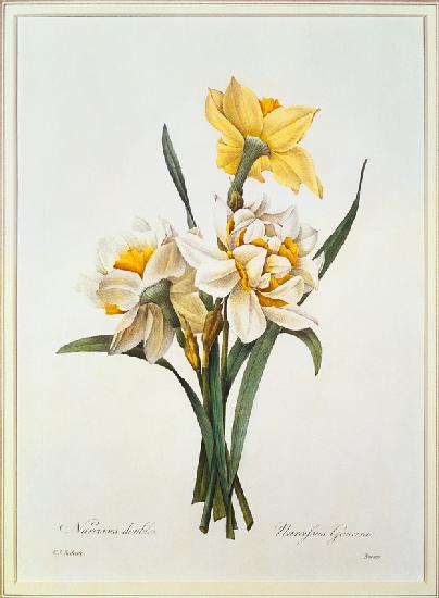 Narcissus gouani (double daffodil), engraved by Bessin, from 'Choix des Plus Belles Fleurs' 1827