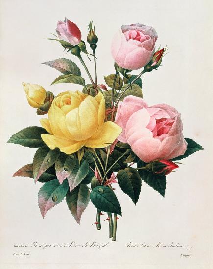 Rosa lutea and Rosa indica, from 'Les Choix des Plus Belles Fleurs'