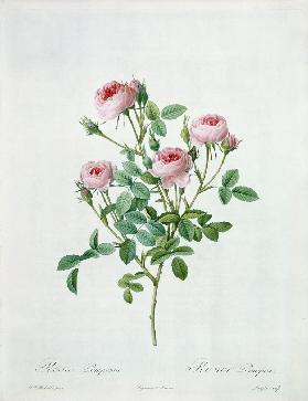 Rosa pomponia, engraved by Langlois, from 'Les Roses' 1817-24