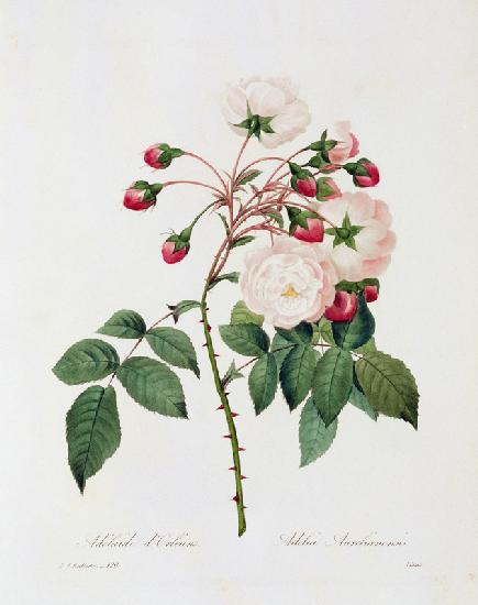 Rose Adelia Aurelianensis 1835