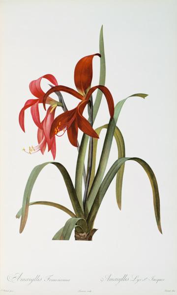 Amaryllis Formosissima, from `Les Liliacees' 1808