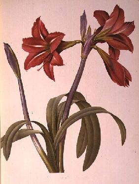 Amaryllis Brasiliensis, from `Les Liliacees' 1816