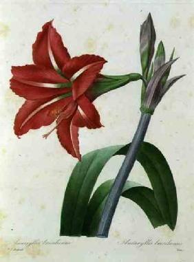 Amaryllis bresiliensis (Brazilian amaryllis), engraved by Victor, from 'Choix des Plus Belles Fleur' c.1827-33