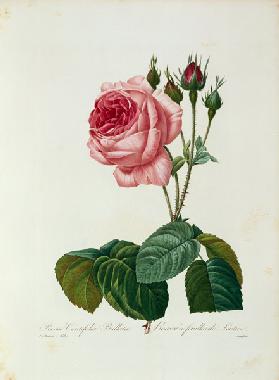 Cabbage rose / Redouté 1835