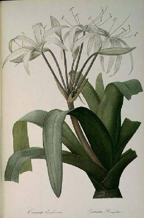 Crinum Erubescens or Crinum Rougeatre, from `Les Liliacees' 1803