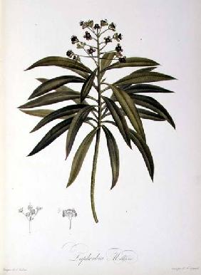 Euphorbia Mellifera, from `Le Jardin de la Malmaison' 1802