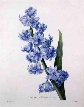 Hyacinthus orientalis (common hyacinth), engraved by Victor, from 'Choix des Plus Belles Fleurs' 1827