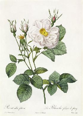 Rosa Alba Foliacea