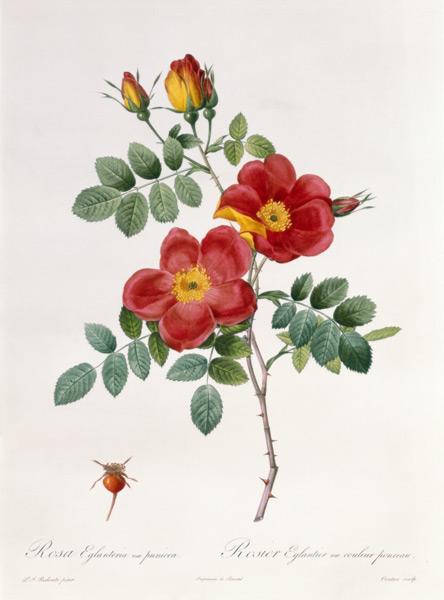 Rosa Eglantera Punicea